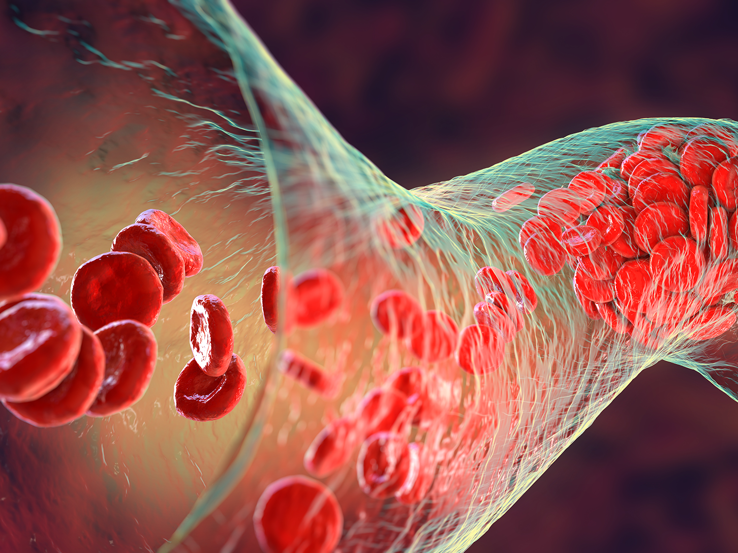 Blood vessel cross section red blood cells